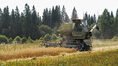 В Тверской области приступили к уборке озимой пшеницы