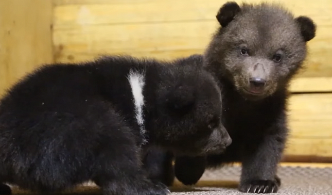В Тверскую область привезли медвежат, оставшихся без мамы из-за браконьеров