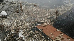 В Тверской области массово гибнет рыба