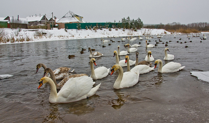 В Торопце Тверской области насчитали около сотни зимующих лебедей