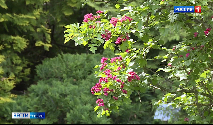В Ботаническом саду в Твери цветёт боярышник Пауль Скарлет
