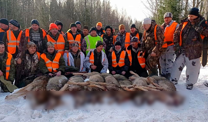 В Тверской области 60 охотников два часа охотились за 10 волками