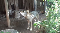 В реабилитационном центре под Тверью скончалась 15-летняя волчица 