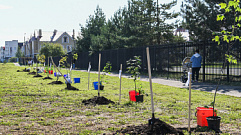 В Твери высадили аллею кленов в память о жертвах террора