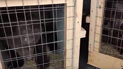 Трое новых медвежат из Сургута появились в торопецком центре спасения