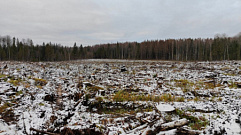 В Тверской области «черный лесоруб» нарубил лес на 21 млн рублей