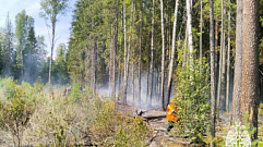 Лесная подстилка загорелась в Тверской области