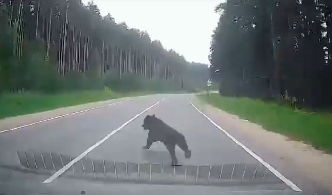 На трассе между Кимрами и Дубной медвежонок выскочил под колеса автомобиля