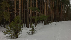 Циклон «Ида» принесет в Тверскую область еще больше снега