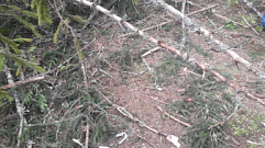 Спиленное дерево разбило голову 17-летнему подростку в Тверской области