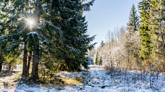 В Тверской области лесной фонд увеличат на 351,4 гектар
