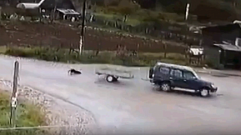 В Тверской области водитель специально сбил собаку