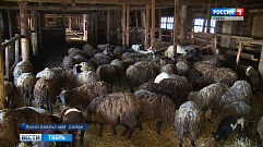На ферме в Тверской области массово гибнут свиньи и овцы