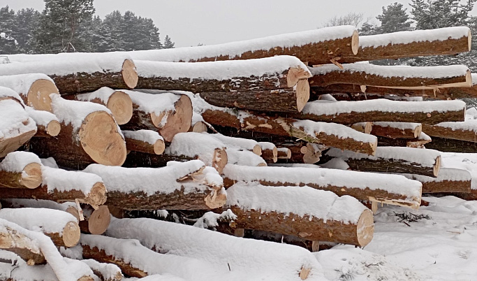 Житель Тверской области незаконно нарубил 238 деревьев на 250 тысяч рублей