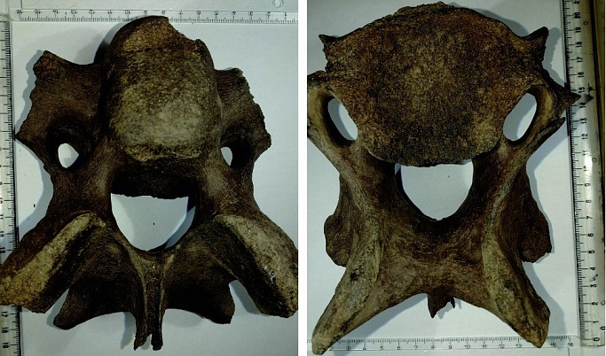 Кости древнего носорога нашли в Тверской области