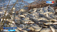 Более 200 тысяч мальков стерляди выпущено в Угличское водохранилище Тверской области 
