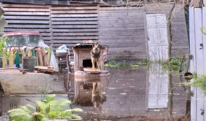 В Вышнем Волочке собака живёт в затопленной будке