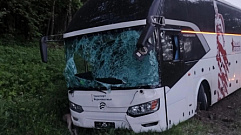 В Тверской области автобус с пассажирами сбил лося