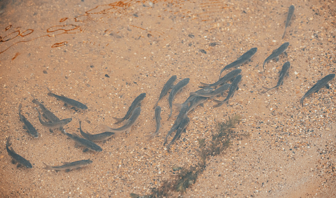 КАЭС выпустила в озера-охладители более 70 тысяч мальков рыбы для борьбы с моллюском