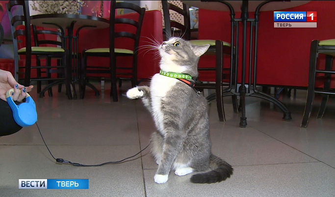 Кошка Масяня из Твери покорила интернет-пользователей