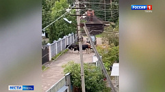 Утренний променад коров сняли на видео под Тверью