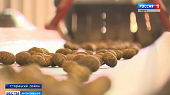 Дачных картофельных плантаций у жителей Тверской области в этом году будет больше