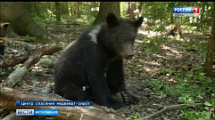 В конце лета 16 медвежат-сирот выпустят в леса Тверской области