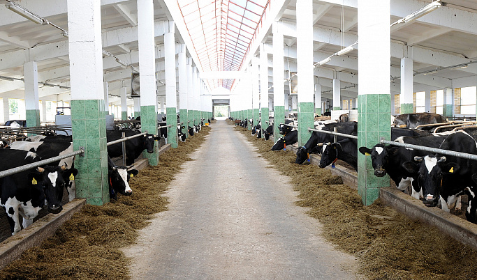Сельхоз организации Тверской области наращивают производство мяса и молока