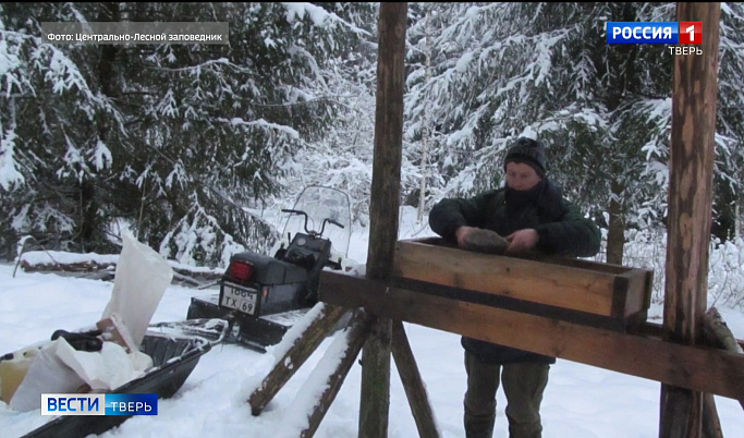 Сотрудники заповедника в Тверской области подкармливают лосей солью 