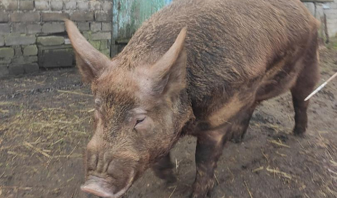 В Тверской области нашли свинину с ДНК вируса африканской чумы