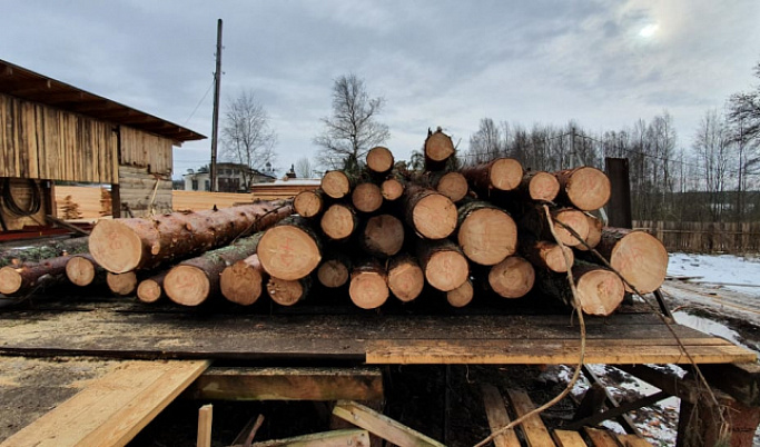Житель Тверской области незаконно спилил деревьев на 6 млн рублей