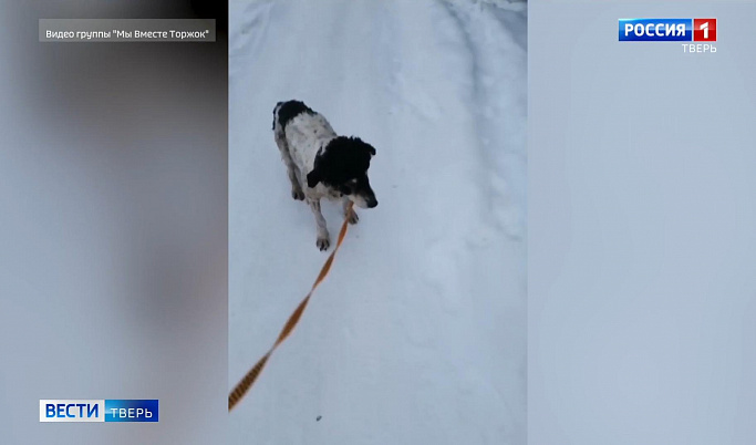 В Торжке спасли собаку, которая едва не погибла от мороза  