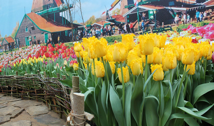 На выходных в Твери откроется выставка-продажа тюльпанов
