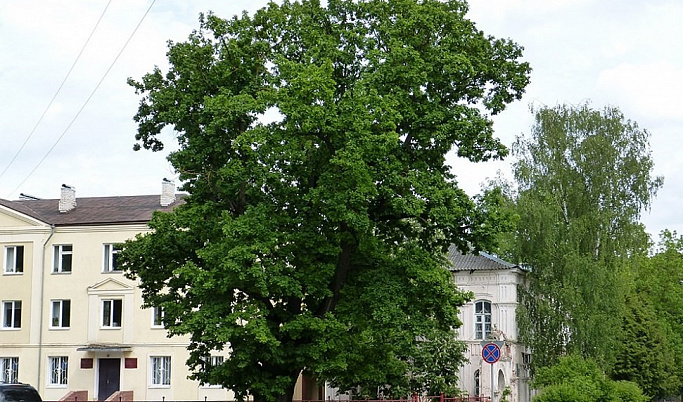 В Тверской области на 53 площадках посадят более 450 тысяч деревьев