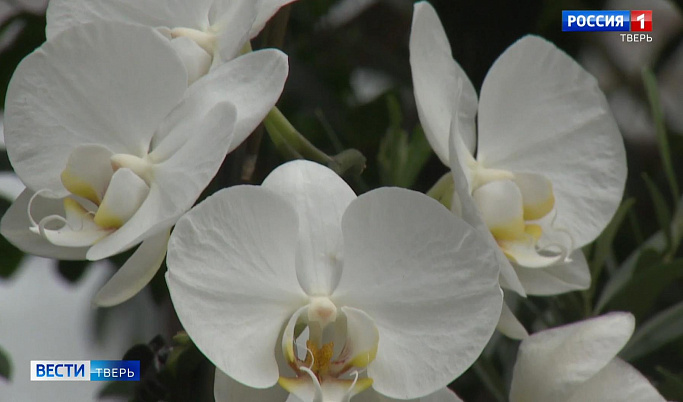 В тверском Ботаническом саду приготовили десерт из орхидей