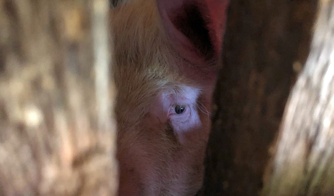 У свиней в Тверской области выявили африканскую чуму 