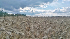 В Тверской области 86 малых предприятий получат поддержку для закупки семян и удобрений