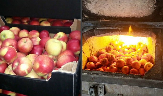 В Твери сожгли в печи 157 килограммов санкционных яблок