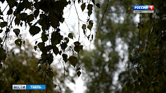 В Тверской области октябрь начнется с сильного ветра