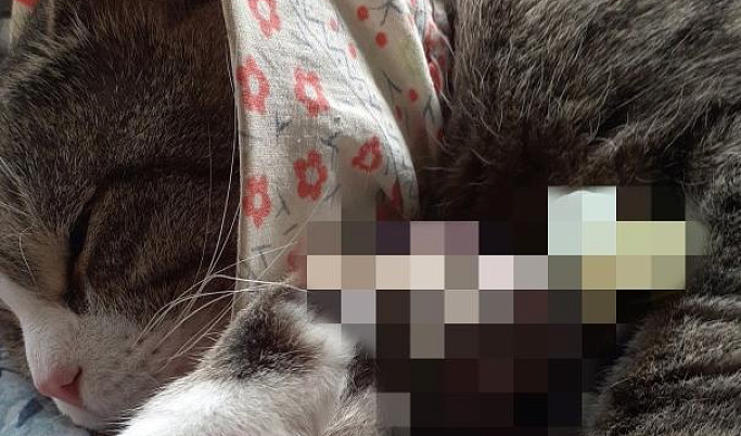 В Твери спасенный кот Барсик перенес две операции на лапу и сможет ходить