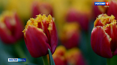 Жителей Твери приглашают на выставку тюльпанов