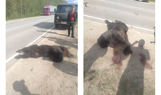 В Тверской области сбили медведя