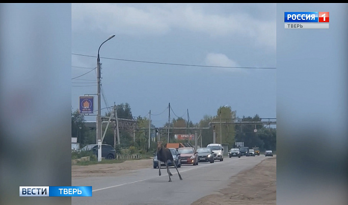 Молодой лось выбежал на дорогу на Старицком шоссе в Твери
