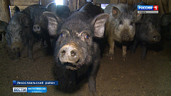 На ферме в Тверской области массово гибнут свиньи и овцы