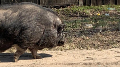 Большая свинья гуляла вдоль дороги в Твери и пугала детей