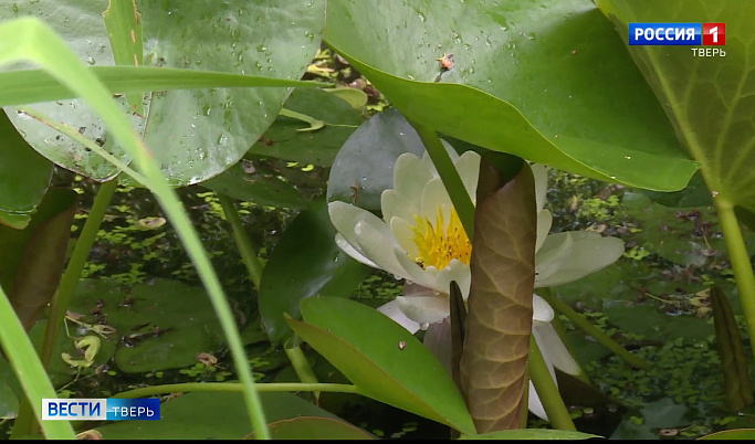 Ботанический сад ТвГУ приглашает посмотреть на цветение нимфей