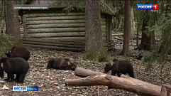 В Торопецком заповеднике выпустили в природу 13 спасенных медвежат