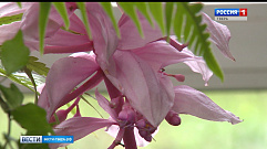 В Ботаническом саду ТвГУ зацвела редкая форма орхидеи