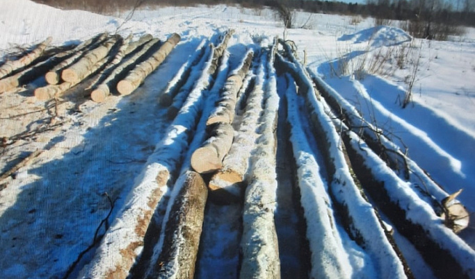 Житель Тверской области незаконно вырубил 16 кубометров леса 