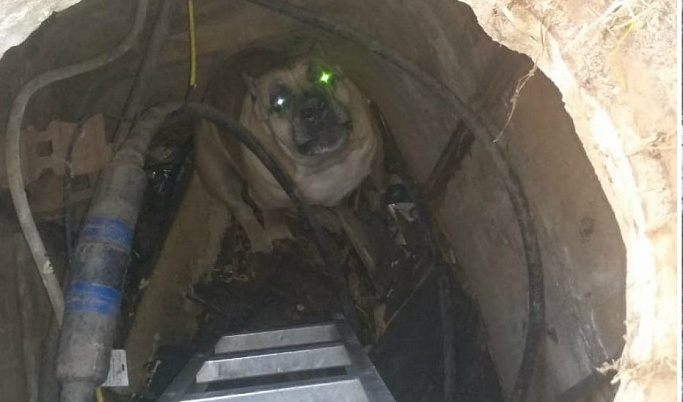 В Тверской области собака провалилась в открытый люк 